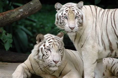 Where Do White Tigers Live | White Tigers Habitat