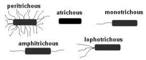 Flagella - Introduction, Types, Examples, Parts, Functions and Flagella Staining- Principle ...