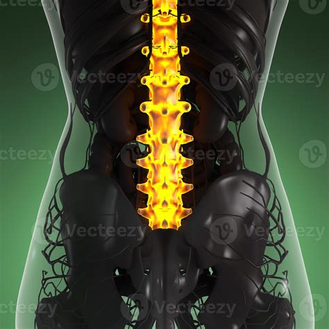 science anatomy of human body in x-ray with glow back bones 5623450 Stock Photo at Vecteezy