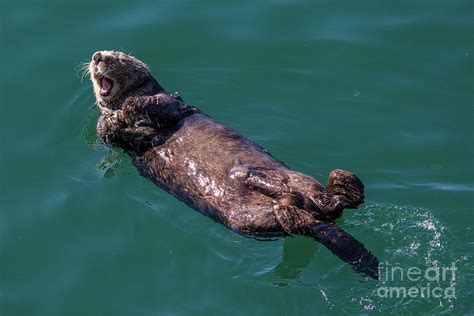 Alaska Sea Otter Photograph by David Guenther - Pixels