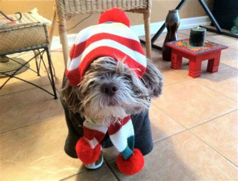 Photos of Dogs Dressed Warmly For The Snow - ABC11 Raleigh-Durham