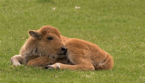 Baby Bison by smsldoo on DeviantArt