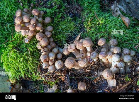 edible mushrooms in the forest in autumn Stock Photo - Alamy