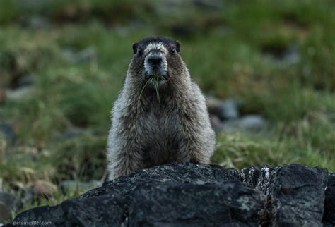 Juneau Alaska Wildlife Photography - Juneau Photo Tours