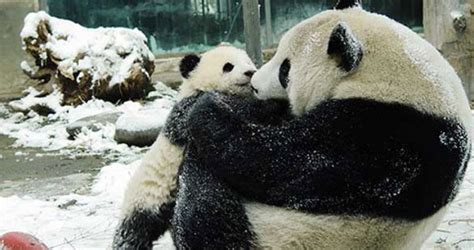 Panda Conservation Internship in China - Lowest Fees & Trusted since 2003 - TravellersQuest