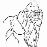 Gorilla Coloring Pages Printable sketch template