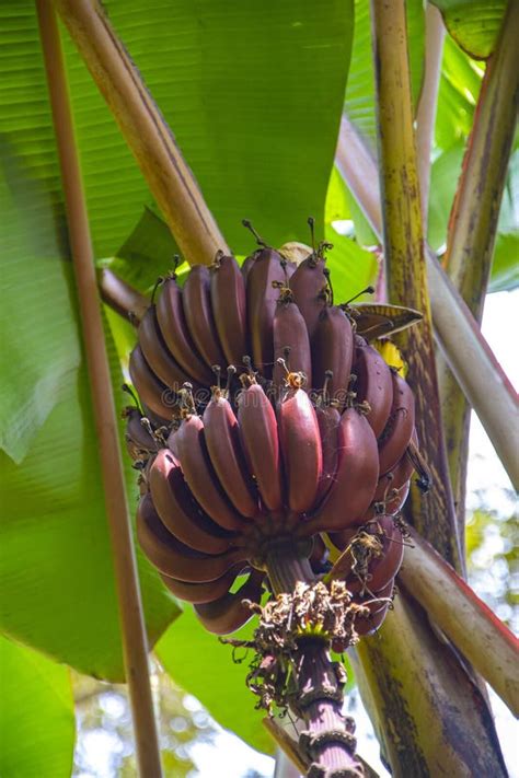 Red Banana Tree with a Ripe Bunch of Red Bananas and Fresh Green Leaves ...