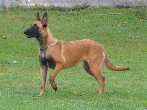 German Malinois Dog Breed » Information, Pictures, & More