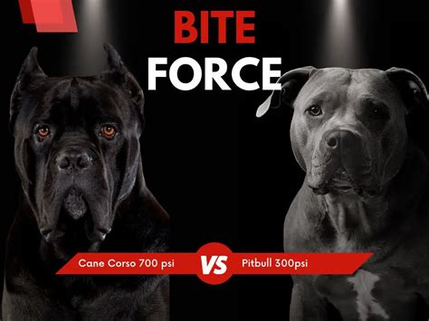 Cane Corso Bite Force - How strong is cane corso bite - Zooologist