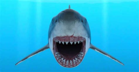 Great White Shark Teeth: Everything You Need to Know - IMP WORLD