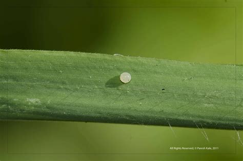 Nature @ IIT Bombay: Butterfly Egg