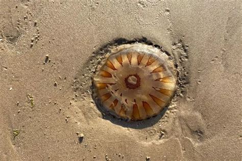 Why dozens of dead jellyfish have washed up on Blackpool beach - and are they dangerous? - LancsLive