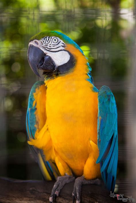 Macaw from Flamingo Gardens | Flamingo garden, Nature photography, Macaw