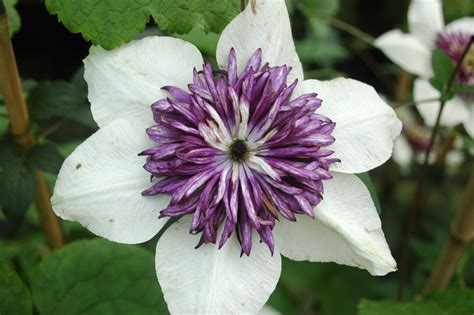 Sieboldii | Clematis florida 'Sieboldii' online kaufen