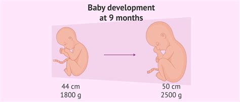 Weight and size of fetus at 9th month of pregnancy