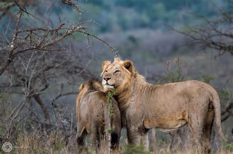 Hluhluwe Game Reserve South Africa