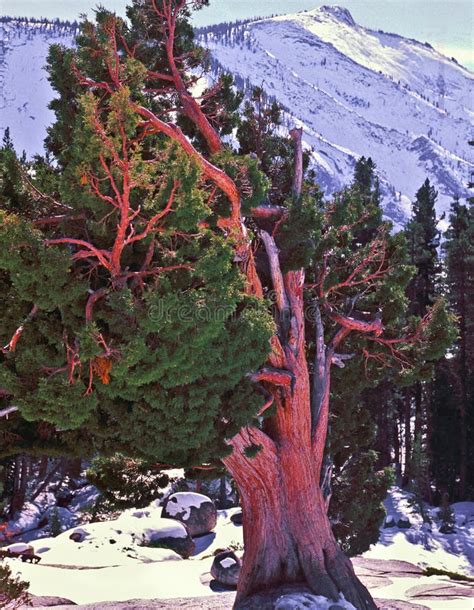 Old Cedar Tree in Snow Covered Mountains Stock Photo - Image of tree ...