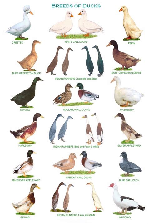 Farm Animals,Ducks,Ducks Breeds Art Fabric poster 20x13"/36x24" Decor ...