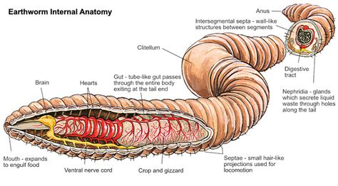 Seting system: [Get 21+] Real Earthworm Internal Anatomy