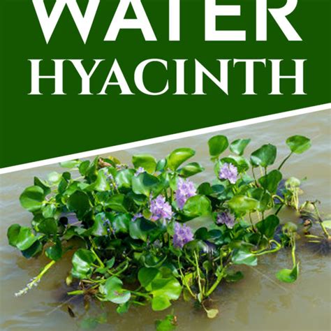 Water Hyacinth – Excelic Press