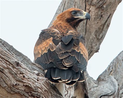 Wedge-tailed Eagle (imm) | BirdForum