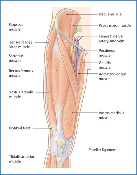 Anatomy Of Human Thigh Muscles, Anterior View Thigh Muscles, Human Anatomy, Skin Bumps | lupon ...