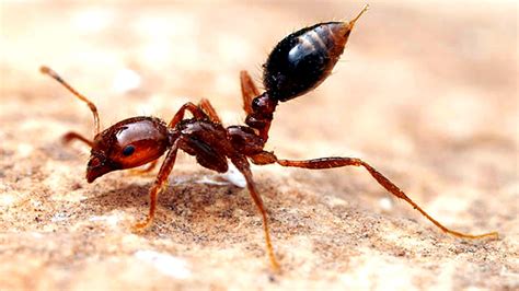 Fire Ants : As Described and Explained