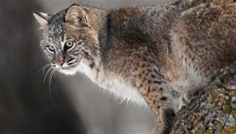 What Adaptations Does a Bobcat Have? | Sciencing