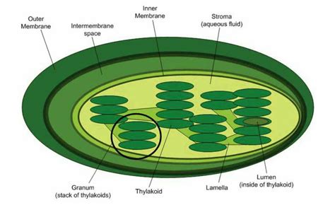 Which type of plastids help in photosynthesis? Draw its diagram. - Brainly.in