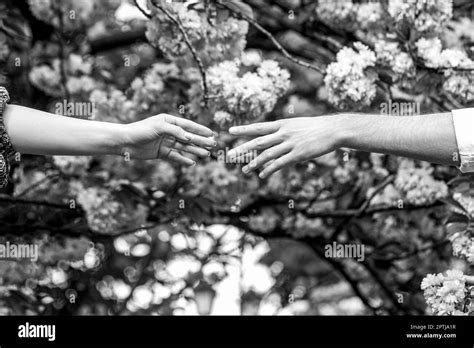 Family relationships. Hands, spring, love, hands. Lovers couple holding hands in a sakura. Young ...