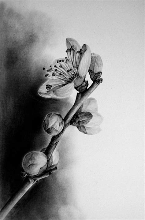 Pin on Drawing | Nature sketches pencil, Pencil drawings of flowers, Design art drawing