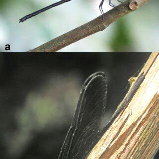 Anisoptera larvae. A-Gomphidae: Megalogomphus sp.; B-Gomphidae:... | Download Scientific Diagram