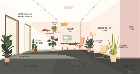 What can we say? we’re so in love with this houseplant light requirement graphic that we’re ...