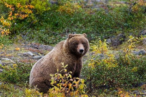 40 Grizzly Bear Facts About The Strongest Bear In The World