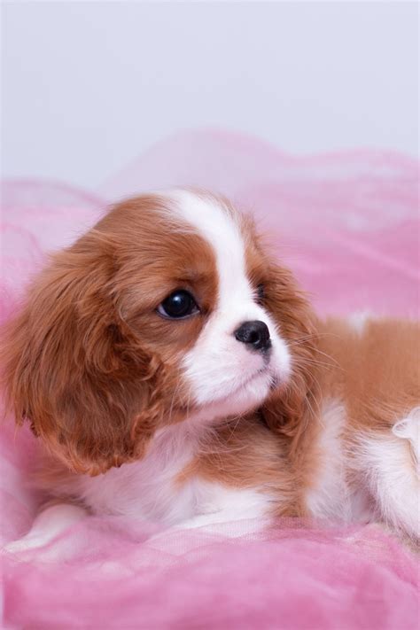 Cavalier King Charles Spaniel Puppies (19 cute pups) - Talk to Dogs