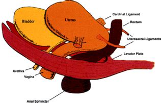 Cardinal Ligament – Definition, Location, Anatomy, Function and ...