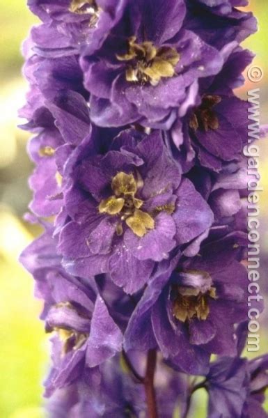 Delphinium - Plant finder - Knights Garden Centres