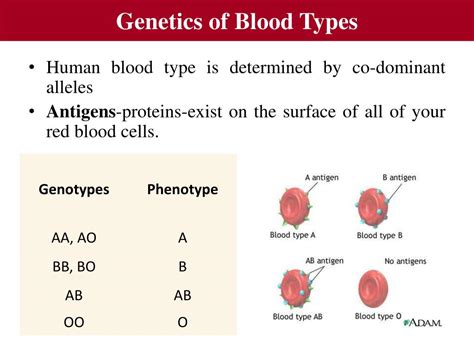 Explain The Genetics Of Blood Types