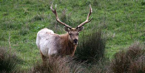 Tule Elk - Central California's Native Elk Species