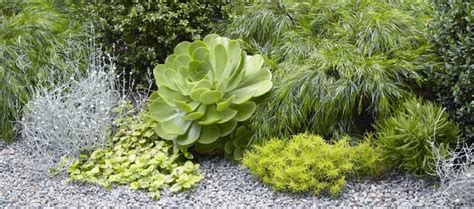 Gardening 101: Aeoniums: Gardenista