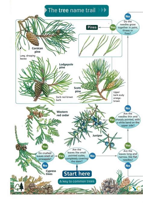 Tree Identification Guide