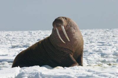 Walrus Vocalizations | Ocean Conservation Research