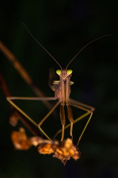 Brown Dragonfly on Brown Wood · Free Stock Photo