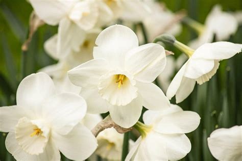 The Official Birth Flower for March - Petal Republic