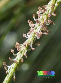 Rhu tree (Casuarina equisetifolia) male flowers | More about… | Flickr