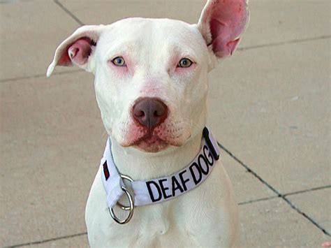 5 Facts About Deaf Dogs for Deaf Dog Awareness Week