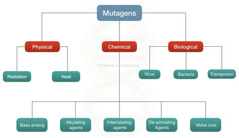 Mutagen: Definition, Types And Effect