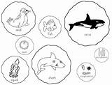 Simple Food Chain Examples Sketch Coloring Page sketch template