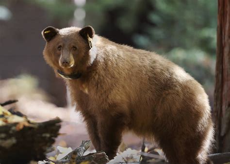 Want to know what Yosemite's bears are up to? - LA Times