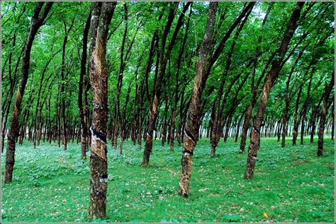 Rubber Plantation, Kerala - a photo on Flickriver